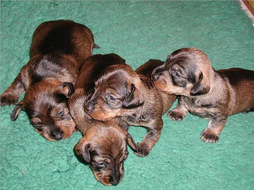 A close encounter of the wild kind....-hollys-puppies-17days.jpg