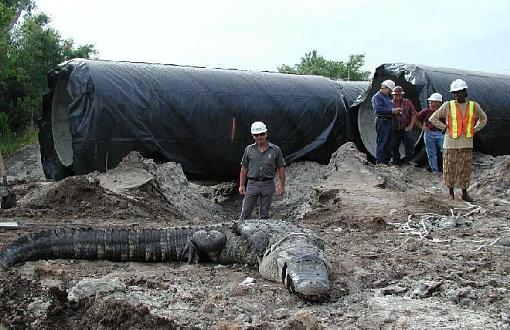 Don't forget the safety meeting...-gator-worksite2.jpg