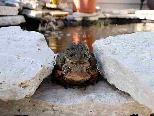 Ahhh, Spring is in the Air!!!-toadsinlovereduced.jpg