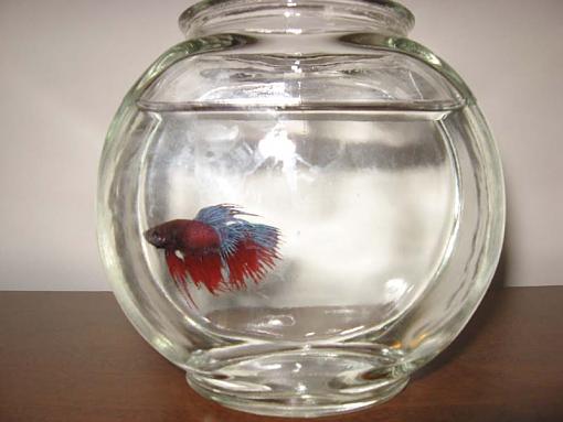 Betta Fish-img_0486.jpg