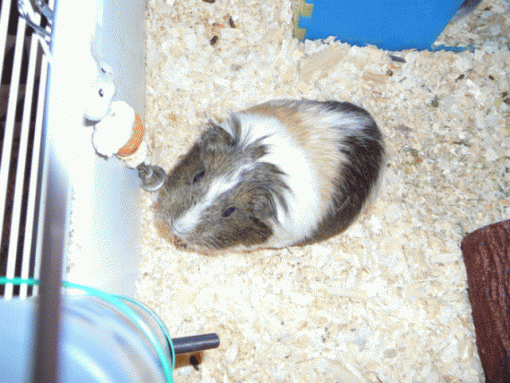 New Guinea Pig!!-ginger.gif