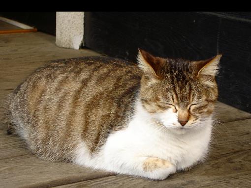 Just the Blues-japan-apr-may-2009-vga-3-001.jpg