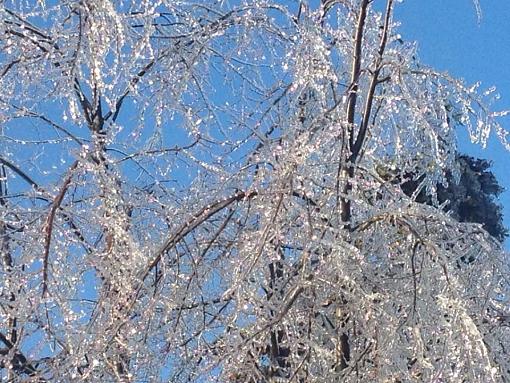 Ice Storm 2013-1528602_10151745506517132_2136728549_n.jpg